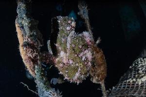 Fish swim in the Red Sea, colorful fish, Eilat Israel photo