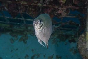 Fish swim in the Red Sea, colorful fish, Eilat Israel photo