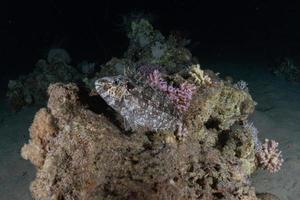 Fish swim in the Red Sea, colorful fish, Eilat Israel photo