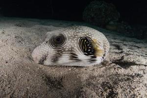 Fish swim in the Red Sea, colorful fish, Eilat Israel photo