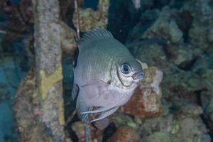 Fish swim in the Red Sea, colorful fish, Eilat Israel photo