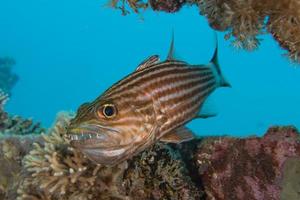 Fish swim in the Red Sea, colorful fish, Eilat Israel photo