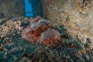 Fish swim in the Red Sea, colorful fish, Eilat Israel photo