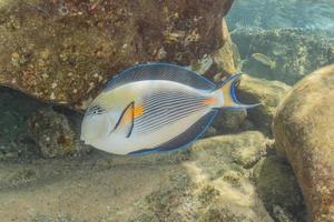 Fish swim in the Red Sea, colorful fish, Eilat Israel photo