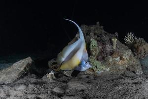 Fish swim in the Red Sea, colorful fish, Eilat Israel photo