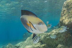 Fish swim in the Red Sea, colorful fish, Eilat Israel photo