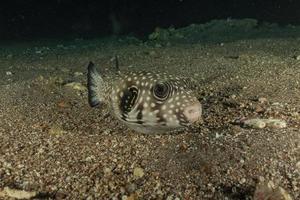 Fish swim in the Red Sea, colorful fish, Eilat Israel photo