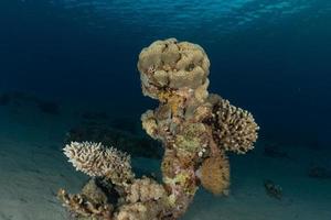 Coral reef and water plants in the Red Sea, Eilat Israel photo