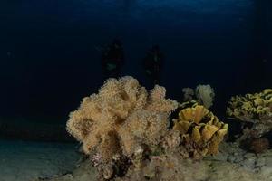 Coral reef and water plants in the Red Sea, Eilat Israel photo