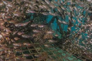 Fish swim in the Red Sea, colorful fish, Eilat Israel photo