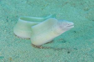 Moray eel Mooray lycodontis undulatus in the Red Sea, Eilat Israel photo