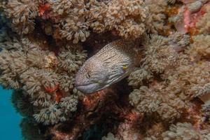 Morena mooray lycodontis undulatus en el mar rojo, eilat israel foto