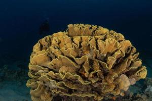 Coral reef and water plants in the Red Sea, Eilat Israel photo