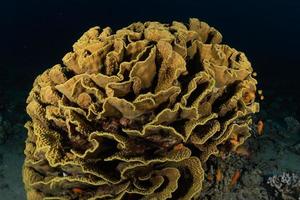 Coral reef and water plants in the Red Sea, Eilat Israel photo