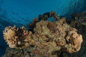 Coral reef and water plants in the Red Sea, Eilat Israel photo