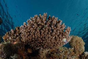 Arrecifes de coral y plantas acuáticas en el mar rojo, eilat israel foto