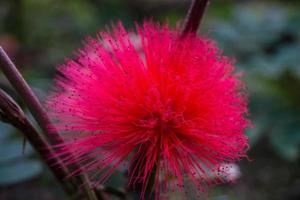 Calliandra haematocephala mimosa flower photo