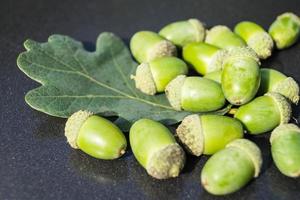 Acorns from an Oak Tree photo