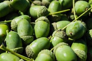 Acorns from an Oak Tree photo