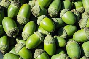 Acorns from an Oak Tree photo