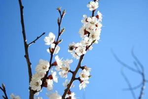 Cherry branch in bloom photo