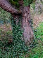 Big Red Cedar by the Clackamas River Estacada OR photo