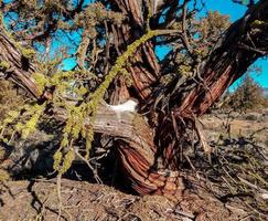 Tangled Juniper tree east of Redmond OR photo