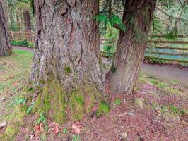 Clackamas River walk at Estacada OR photo