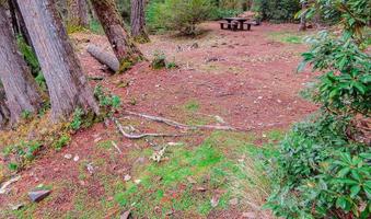 Forest Campsite at Whispering Falls Campground near Idanha OR photo