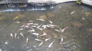 Fish in the grand canyon lake photo