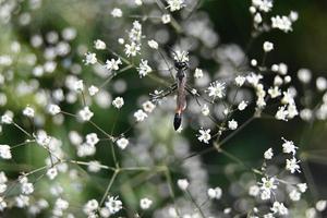 un insecto se pone en cuclillas sobre pequeñas flores blancas foto