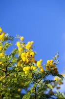 Beautiful Plant Yellow Flowers in Nature photo