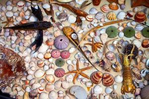 pescado seco de animales marinos y conchas marinas foto