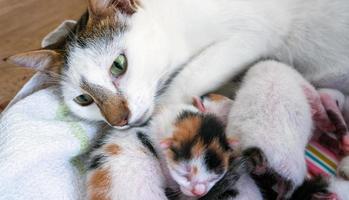 lindo dulce animal de compañía gatito y mamá gato foto