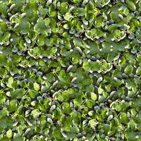 Seamless Green Grass Ground Texture photo
