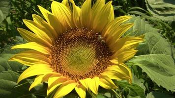 Blühen von Sonnenblumen auf einem Feld video