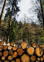 Tronco de madera cortada en el bosque en la naturaleza