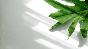 Green leaves on white background and sunshine photo