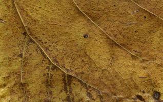 macro de hojas de plantas naturales foto