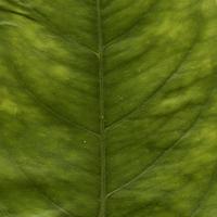 patrón de hojas de plantas naturales