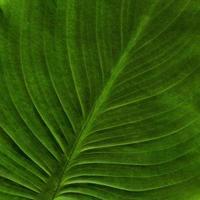 Natural Plant Leaves Pattern photo