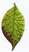 macro de hojas de plantas naturales