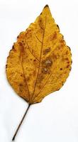 Natural Plant Leaves Macro photo