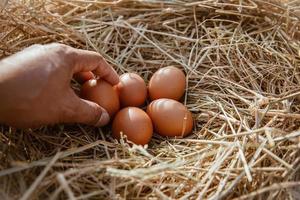 la mano sostiene el huevo en la mano recolectada de la granja. foto