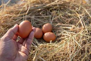 The hand is holding the egg in the hand collected from the farm. photo