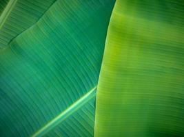 Natural banana leaves background photo