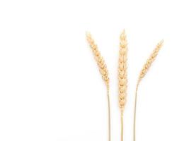 Dried malt flowers on white background photo