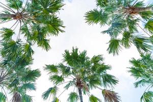 Palm tree on sky background - boost up color processing style photo