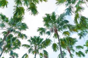 Palm tree on sky background - boost up color processing style photo