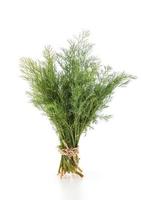 Fresh Dill Weed on white photo